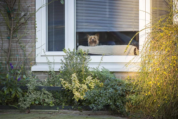 Küçük Yorkshire köpek bir pencerenin arkasından merakla bakıyor, Amsterdam, Hollanda
