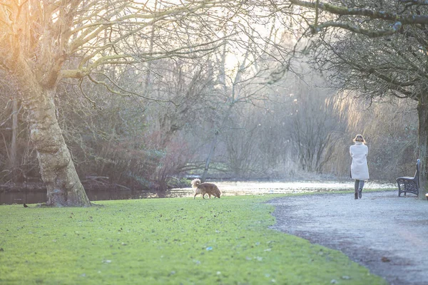 Mujer Paseando Perro Suave Luz Del Atardecer Invierno Vondelpar Amsterdam — Foto de Stock