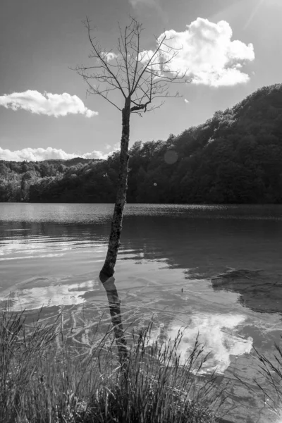 Dead Tree Trunck White Cloud Reflecting Water Surface Plitvice Lakes — Stock Photo, Image