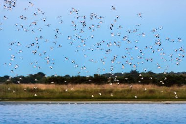 Fransa 'nın Vendee kentindeki Olonne bölgesinin bataklıklarında suyun üzerinde uçmaktan kaçınırlar.