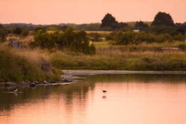 Fransa 'nın Vendee kentindeki Olonne bölgesinin bataklıklarında siyah kanatlı stilt yemek yiyor.