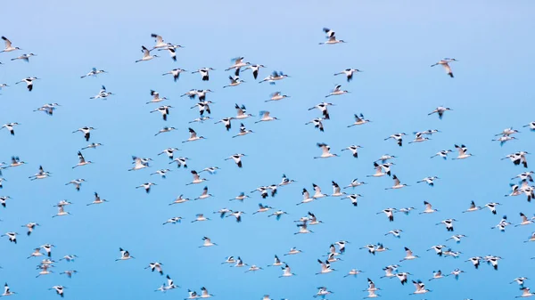 Avocets Flying Blue Sky Salt Marshes Olonne Area Vendee France — стоковое фото