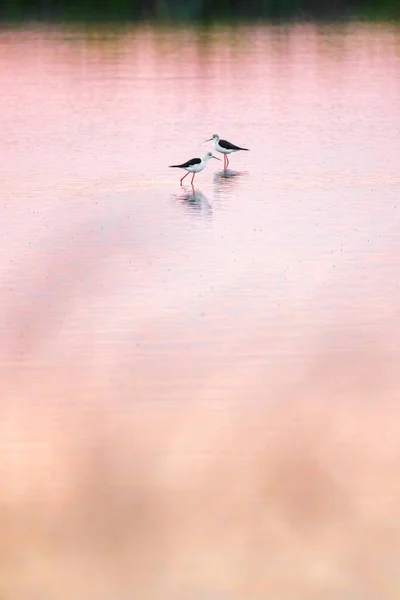 Zancada Alas Negras Comiendo Agua Pantano Zona Olonne Vendee Francia Imagen De Stock