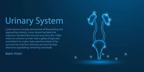 Human urinvägarna. Kidnes låg Poly wireframe tema koncept på blå bakgrund. Illustration vektor. — Stock vektor