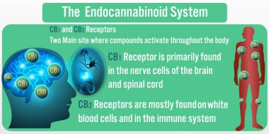 Endocannabinoid sistem arka planı. Vektör Illustration