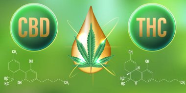 Formül arka plan THC (Tetrahydrocannabinol) ve CBD (Cannabidiol). Vektör Illustration
