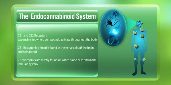Den mänskliga kroppen endocannabinoida system, CB1, CB2 receptorer. vektor illustration — Stock vektor