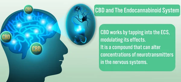 CBD och Endocannabinoid system bakgrund. Vektor illustratio — Stock vektor