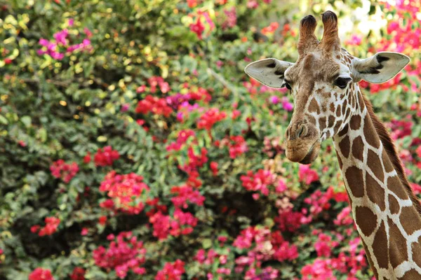 Close-up of a giraffe in front of green trees and flowering bushes, looking at the camera, as if to say, Are you looking at me? With space for text.