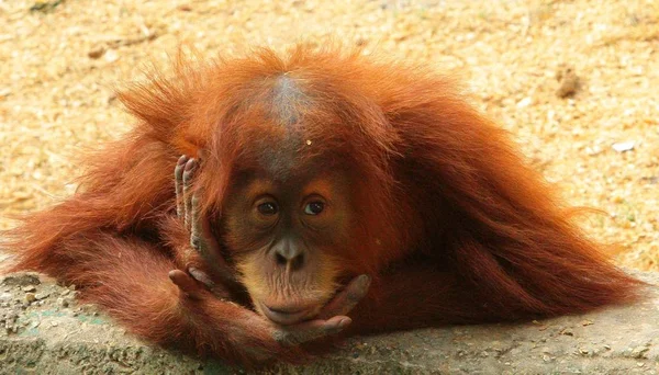 Orangutana Dítě Sedí Meditaci Watches Young Monkey Orangutan Chráněné Krajinné — Stock fotografie