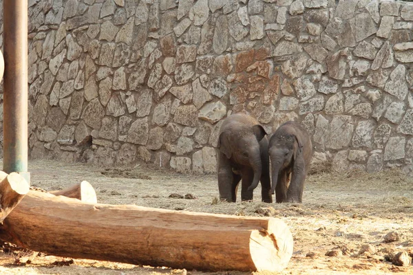 Два Слона Прогулке Дети Слоны Играют Друг Другом — стоковое фото