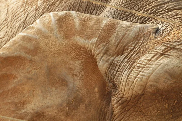 大象特写的耳朵 大象皮肤纹理 — 图库照片
