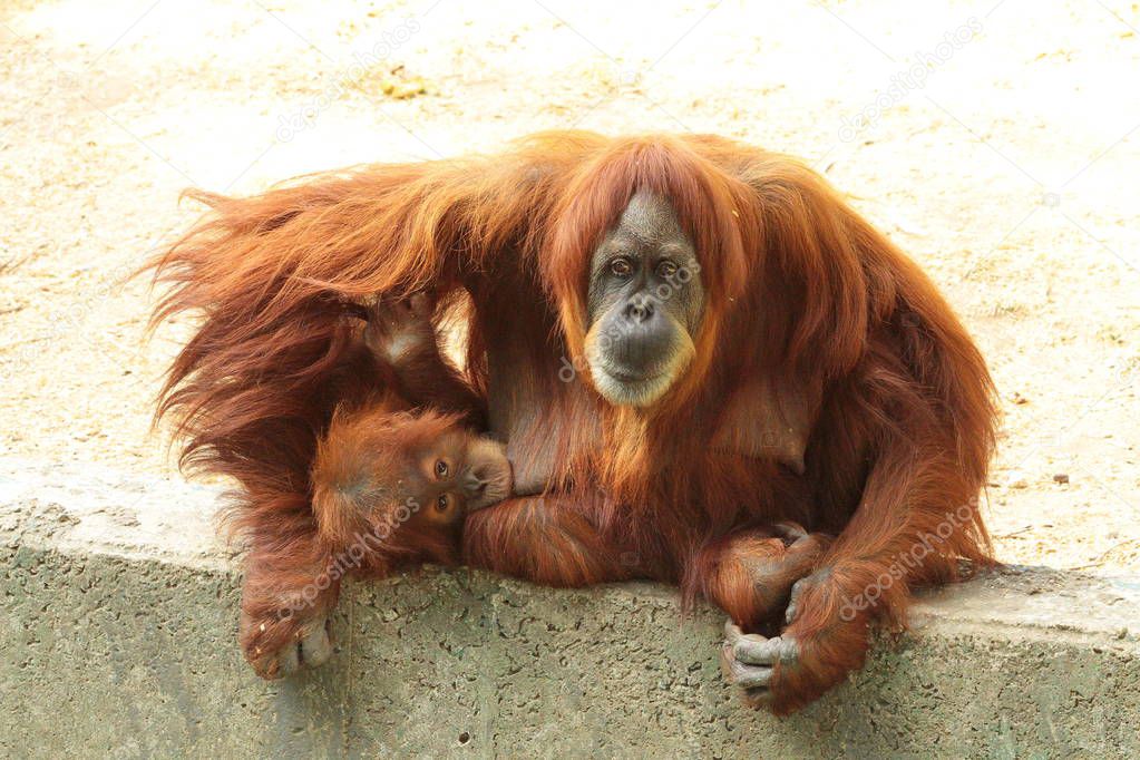 An adult orangutan with his child is sitting in a protected area. monkey with orangutan with its little rebond