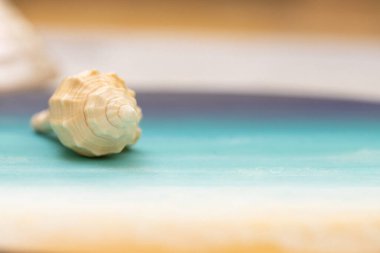 Deniz, seyahat, yaz konsepti. Mavi bir sanat arka planında güzel gerçek bir kabuk. boyalı deniz, kum. Uzayı kopyala Kapatın. Bulanık. Seçici odak.