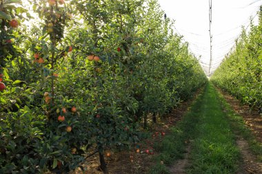 Ağaçlarda bir sürü kırmızı elma var. Elma yetiştirme, hasat etme kavramı.