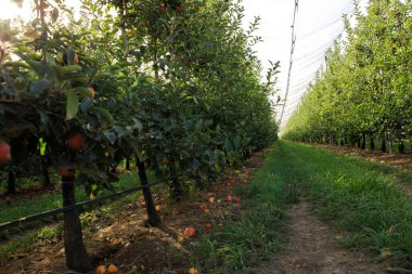 Ağaçlarda bir sürü kırmızı elma var. Elma yetiştirme, hasat etme kavramı.