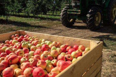 Büyük tahta bir kutuda bir sürü taze, olgun elma. Arka planda traktör tekerlekleri var. Büyük bir çiftlikte hasat. Büyüyen elma bahçeleri konsepti. Yatay.