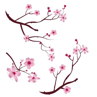 Dal sakura kiraz çiçekleri bir dizi