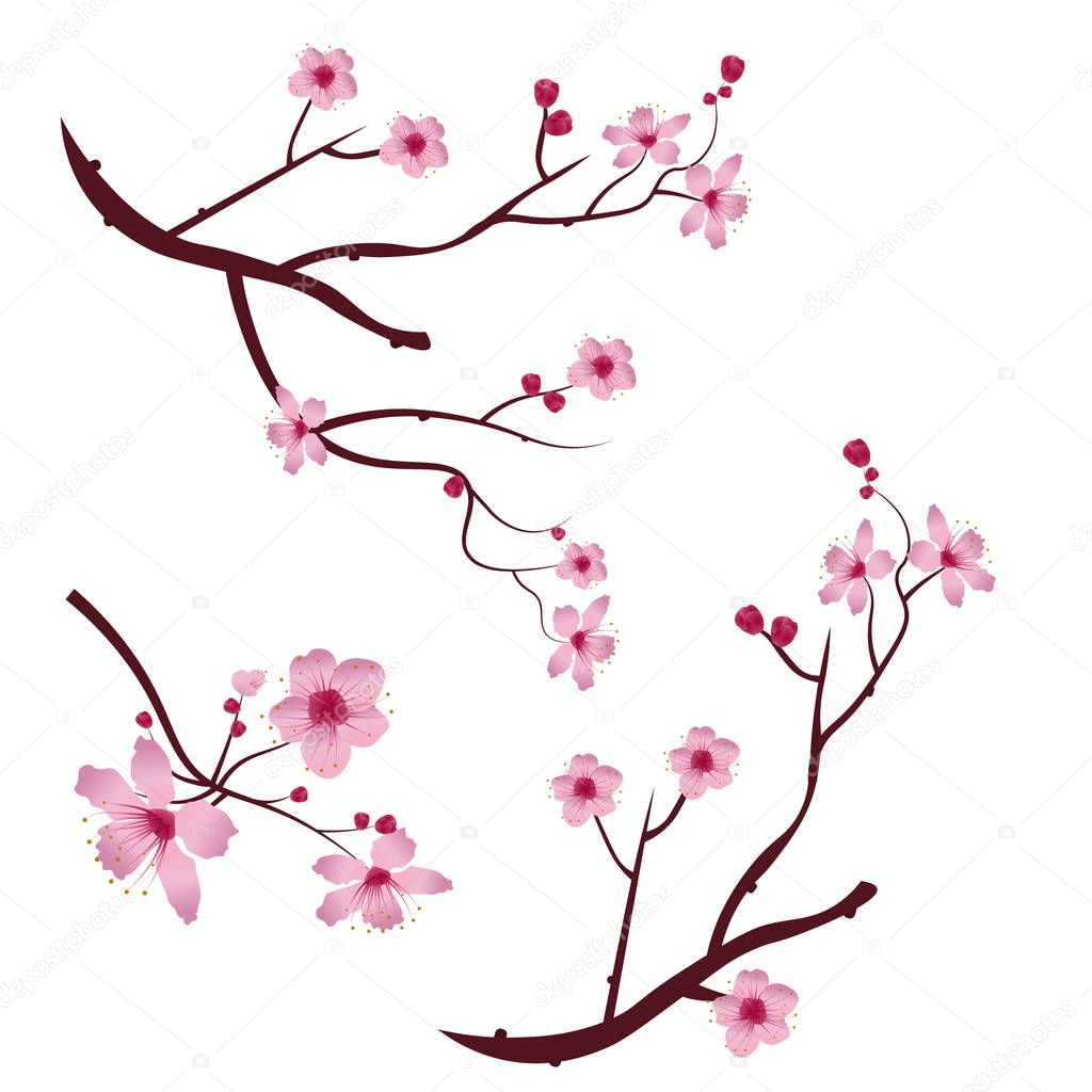 A set of twigs sakura cherry blossoms