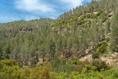 Sataf akışı Kudüs Hills, İsrail çevresinde Nisan ayında yürüyüş parkurları ve doğal güzellik bloomin çiçekler