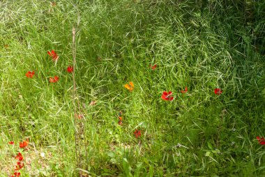 Sataf akışı Kudüs Hills, İsrail çevresinde Nisan ayında yürüyüş parkurları ve doğal güzellik bloomin çiçekler