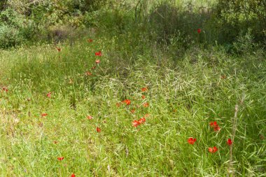 Sataf akışı Kudüs Hills, İsrail çevresinde Nisan ayında yürüyüş parkurları ve doğal güzellik bloomin çiçekler