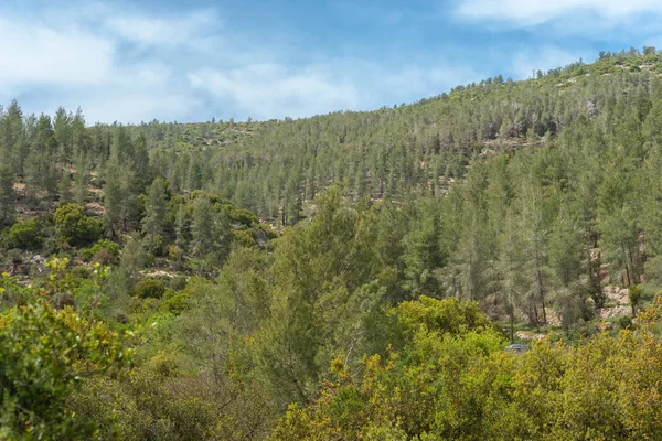Sataf akışı Kudüs Hills, İsrail çevresinde Nisan ayında yürüyüş parkurları ve doğal güzellik bloomin çiçekler