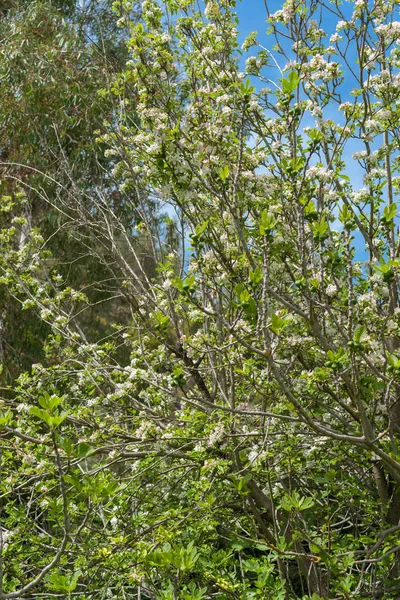 Цветы Блумин Туристические Тропы Природная Красота Апреле Вокруг Реки Сатаф — стоковое фото