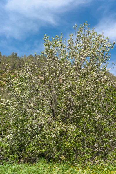 Blühende Blumen Wanderwege Und Natürliche Schönheiten April Rund Sataf Bach — Stockfoto