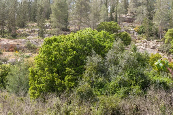 Sataf akışı Kudüs Hills, İsrail çevresinde Nisan ayında yürüyüş parkurları ve doğal güzellik bloomin çiçekler