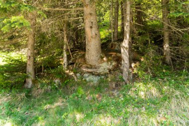 İsviçre Alpleri peyzaj Stechelberg yakınındaki dağ manzaralarına ve yürüyüş Lauterbrunnen bölge, İsviçre iz