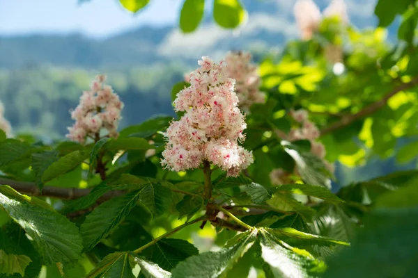 Красивая Деревня Весной Швейцария — стоковое фото