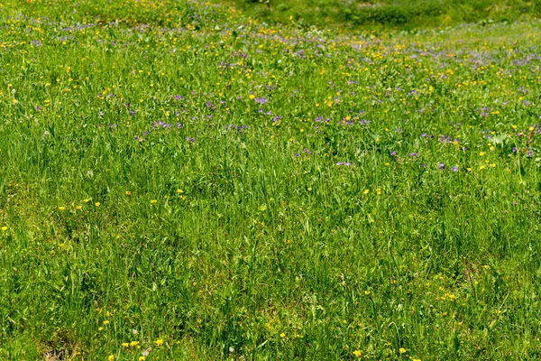 Bergblick Und Wanderweg Der Schweizer Alpenlandschaft Bei Stechelberg Bezirk Lauterbrunnen — Stockfoto