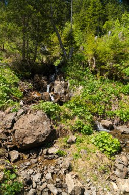 Güzel dağ dere Murren, ilçe Lauterbrunnen, İsviçre'nin yakınındaki ormanda