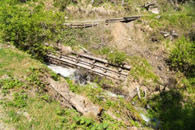 Güzel dağ dere Murren, ilçe Lauterbrunnen, İsviçre'nin yakınındaki ormanda