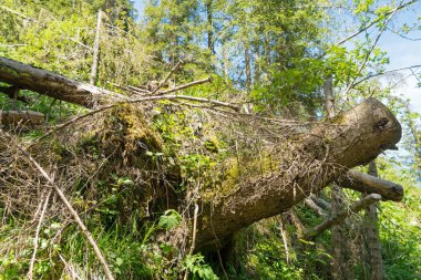 Muhteşem dağ manzaralarına ve yürüyüş Lauterbrunnen bölge, İsviçre İsviçre Alpleri peyzaj Stechelberg yakınındaki iz