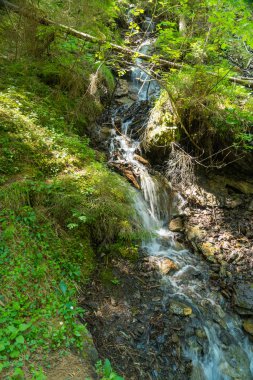 Güzel dağ dere Murren, ilçe Lauterbrunnen, İsviçre'nin yakınındaki ormanda