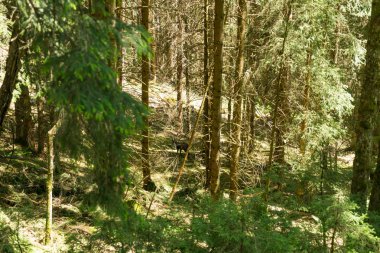 Güzel dağ orman Murren, Lauterbrunnen, İsviçre'nin ilçesi yakınlarında