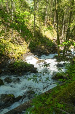 Güzel dağ dere Murren, ilçe Lauterbrunnen, İsviçre'nin yakınındaki ormanda