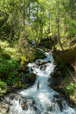 Güzel dağ dere Murren, ilçe Lauterbrunnen, İsviçre'nin yakınındaki ormanda