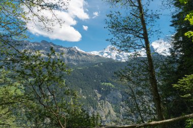Güzel dağ orman Murren, Lauterbrunnen, İsviçre'nin ilçesi yakınlarında
