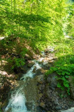 Güzel dağ dere Murren, ilçe Lauterbrunnen, İsviçre'nin yakınındaki ormanda