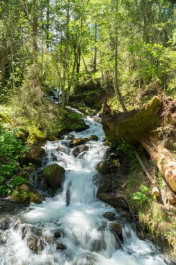 Güzel dağ dere Murren, ilçe Lauterbrunnen, İsviçre'nin yakınındaki ormanda
