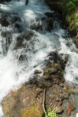 Güzel dağ dere Murren, ilçe Lauterbrunnen, İsviçre'nin yakınındaki ormanda