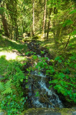 Güzel dağ dere Murren, ilçe Lauterbrunnen, İsviçre'nin yakınındaki ormanda