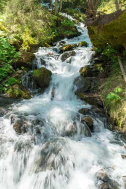 Güzel dağ dere Murren, ilçe Lauterbrunnen, İsviçre'nin yakınındaki ormanda