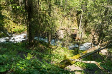 Güzel dağ dere Murren, ilçe Lauterbrunnen, İsviçre'nin yakınındaki ormanda