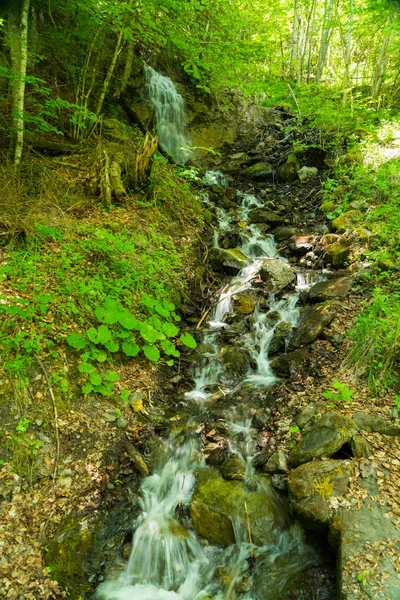 Güzel Dağ Dere Murren Ilçe Lauterbrunnen Sviçre Nin Yakınındaki Ormanda — Stok fotoğraf