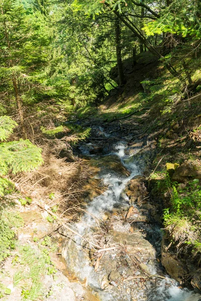 Krásný Horský Potok Lese Poblíž Murren Okres Lauterbrunnen Švýcarsko — Stock fotografie