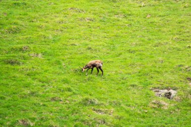 Steinbock veya Parc de Merlet Mont Blanc, Les Houches, Haute-Savoie, Fransa karşı Pointe de Lapaz dağda bouquetin olarak da bilinir alp dağ keçisi (Capra ibex),